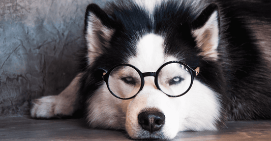 Discover What a Siberian Husky Can Eat Without Getting Sick!