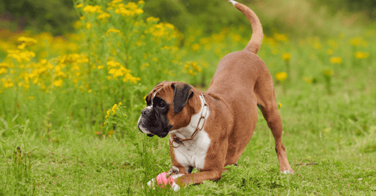 Dog Breed - Boxer