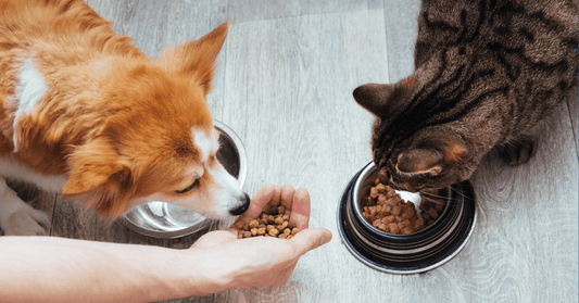 Do you know how to feed your pets?