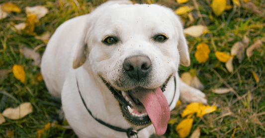 What is the best collar for a Labrador?